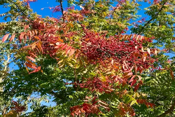 نحوه جلوگیری از ریزش برگ پسته