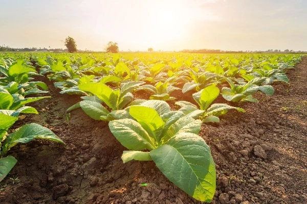 مزایای گوگرد کشاورزی برای باغات و مزرعهها