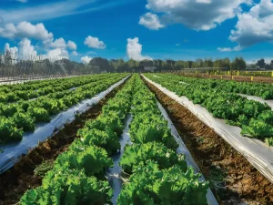 مقاله گوگرد کشاورزی چه کاربردهایی دارد؟