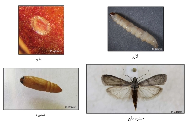 دوره زیستی کرم گلوگاه