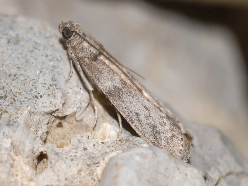 مقاله شبپره خرنوب چیست؟