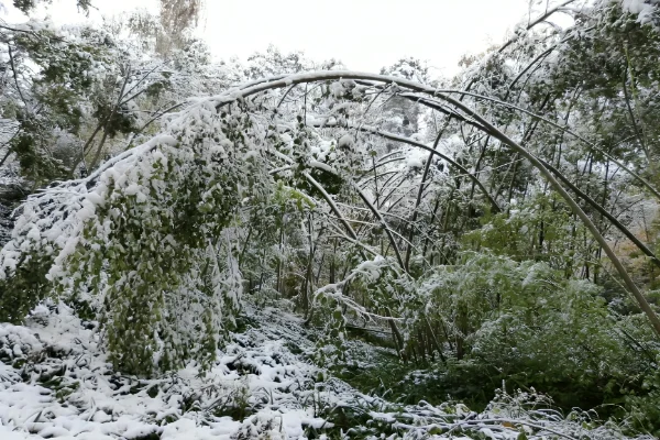 راههای مبارزه با سرمازدگی درختان