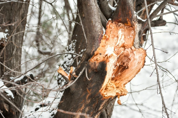 تأثیر سرمازدگی بر روی تنه درختان