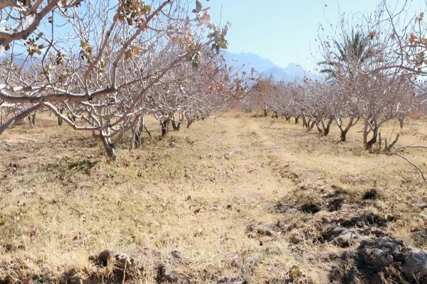استفاده از سیستم چاهک معکوس برای جلوگیری از سرمازدگی باغات پسته