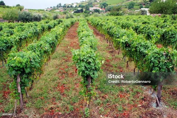 کاربرد ماسه بادی در کشاورزی