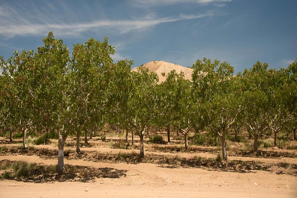 ماسه بادی برای پسته زمان استفاده از ماسه بادی برای پسته