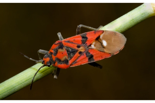 سن پسته سن قرمز پسته