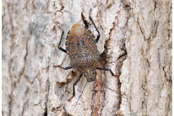 سن قهوهای پسته سن پسته