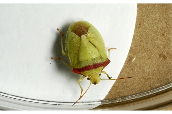 سن شانه قرمز پسته سن پسته