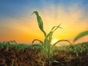 مقاله آمونیوم سولفات چیست