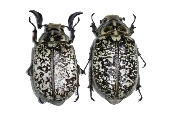 حشره ماده کرم سفید ریشه (سمت راست) و حشره نر کرم سفید ریشه‌خوار (سمت چپ) 