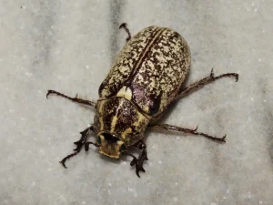 مقاله کرم سفید ریشه چیست و راه های مقابله و مبارزه با کرم ریشه خوار