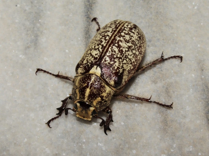 مقاله کرم سفید ریشه چیست و راه های مقابله و مبارزه با کرم ریشه خوار