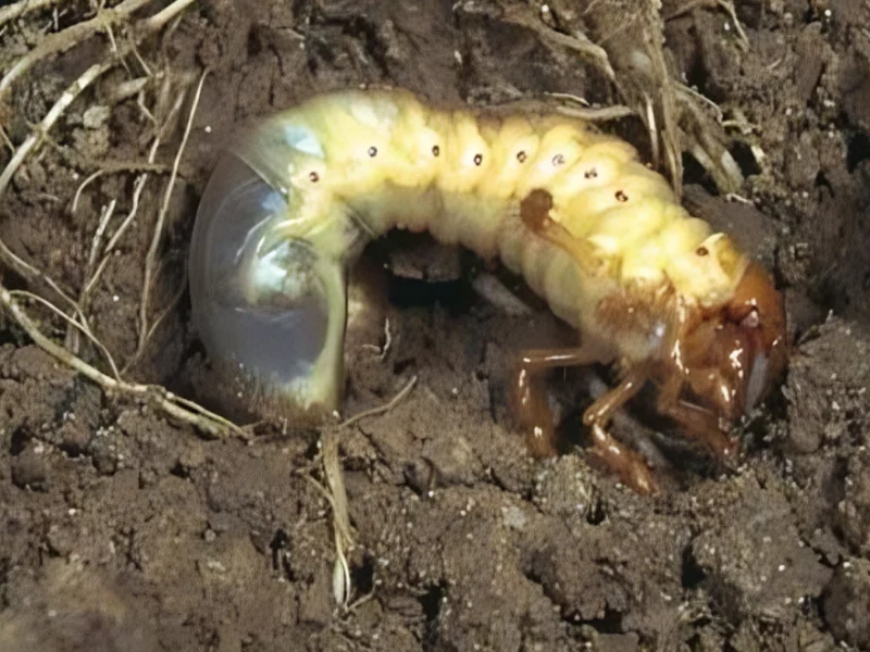 مقاله کرم سفید ریشه چیست؟