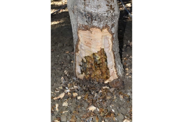 ضررهای سوسک ریشه پسته برای باغات