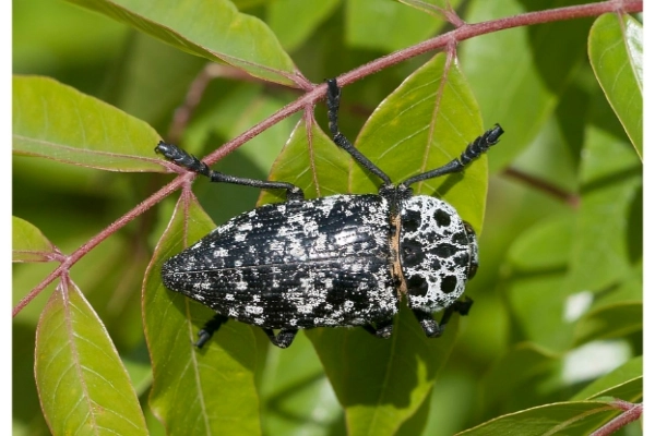 نشانههای ابتلا به سوسک طوقه خوار پسته