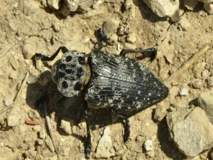 مقاله سوسک کاپنودیس پسته چیست و روش های مبارزه با آن