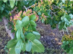 مقاله گرده افشانی مصنوعی درخت پسته چیست