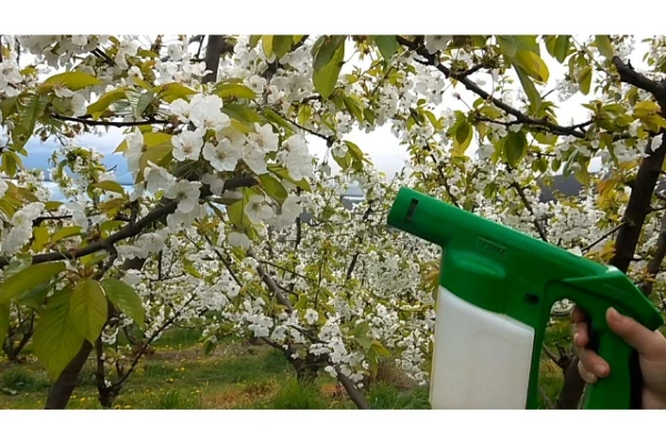 انواع روشهای انجام گرده افشانی مصنوعی پسته