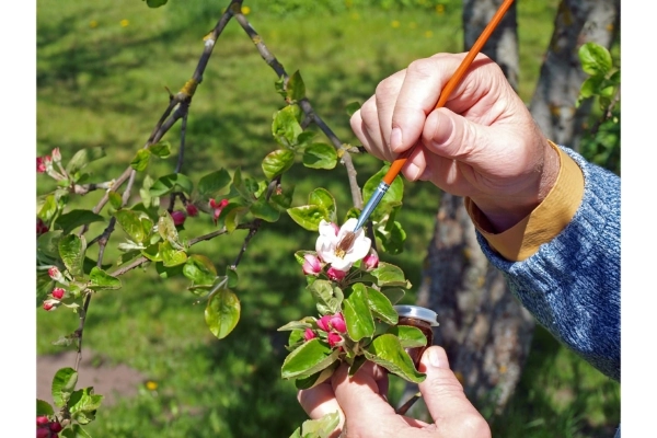 دلایل انجام گرده افشانی مصنوعی درخت پسته در باغات