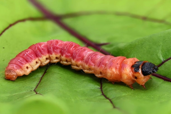 پروانه فری و خطرات آن