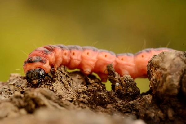 ریخت شناسی کرم خراط