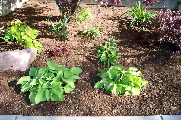 مالچ پاشی در کشاورزی