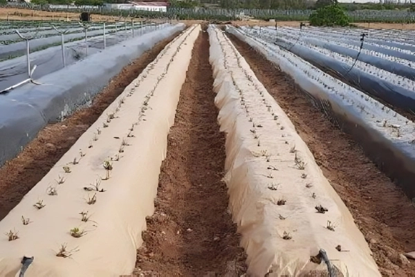 مالچ پاشی چیست؟