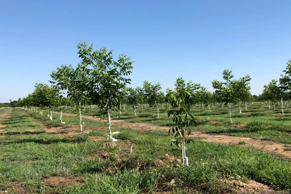 سم مناسب برای نماتد پسته 