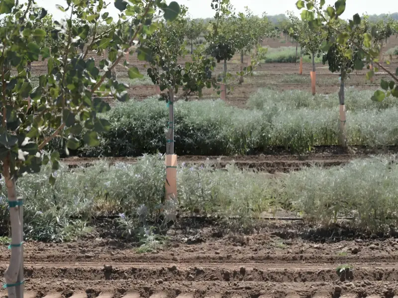 مقاله کنترل علف‌های هرز باغات پسته به چه شکل انجام می‌شود