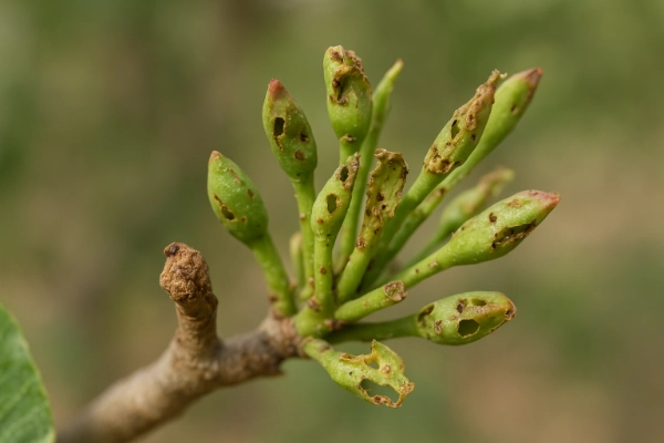 راه های پیشگیری از سرخرطومی پسته