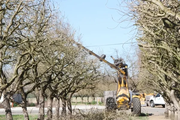 بهترین وقت برای انجام هرس درخت پسته