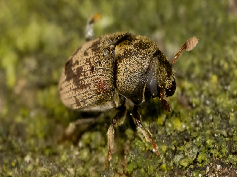 مقاله سوسک سرشاخه خوار پسته چیست و راه های مبارزه و مقابله و کنترل سوسکو