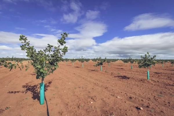 روش های آبیاری استارت درختان پسته