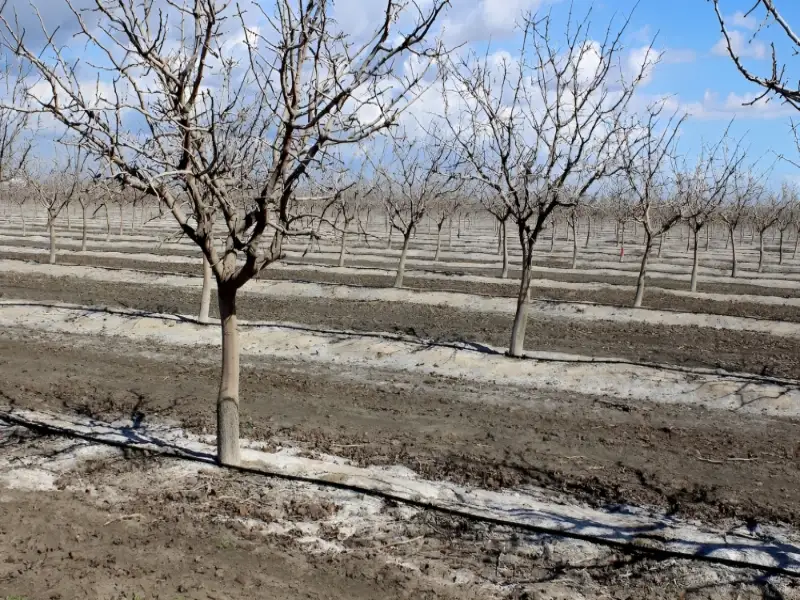 بهترین زمان برای آبیاری استارت پسته؛ بهترین کود برای آبیاری استارت باغ پسته
