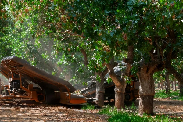 انواع روشهای کاشت درخت پسته