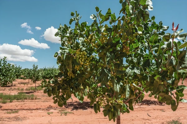 انتقال نهال پسته به زمین