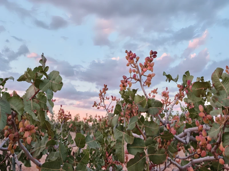 مقاله مراحل کاشت درخت پسته چیست