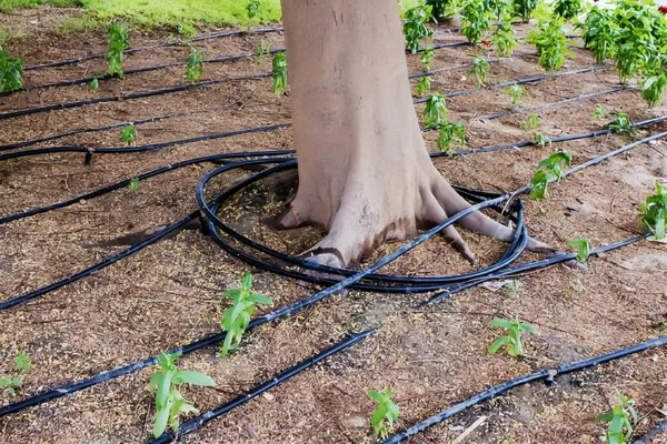 اصول آبیاری زمستانه درختان