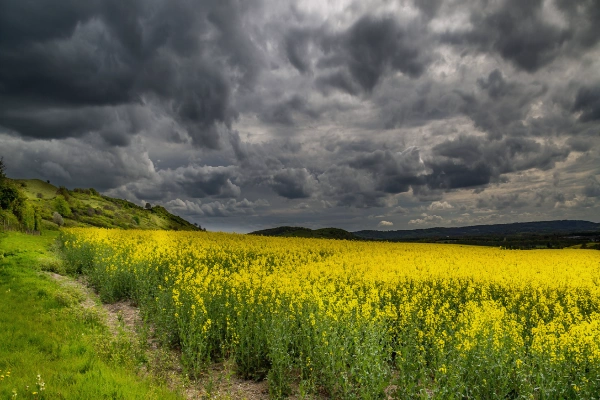 نشانه های وجود شپشک سپردار تنه در باغ پسته